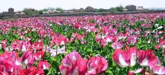 In Afghan fields, the poppies grow... and grow and grow... (UNODC)