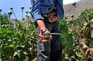 Afghan opium harvest