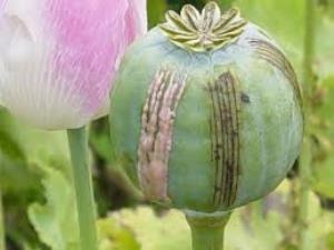 Mexico can produce about 100 metric tons of heroin a year from its opium poppy crop, the drug czar's office says. (UNODC)
