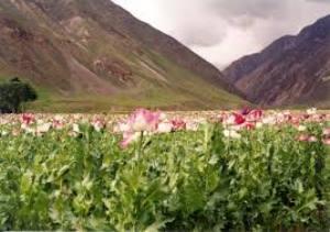 Afghan opium cultivation is down 20% this year, but is still the second highest figure on record. (UNODC)