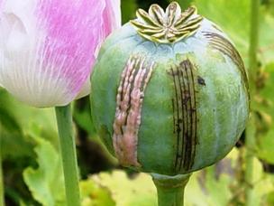 opium poppy (UNODC)