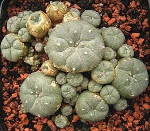 Peyote. A new activist group, the Plant Medicine Coalition, is eyeing psychedelic reform at the federal level. (Creative Commons