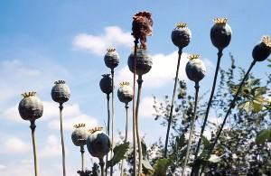 opium poppies (incised papaver specimens)